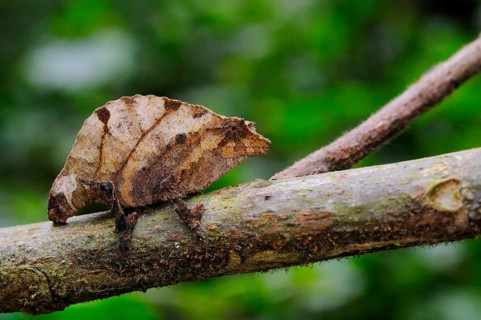 Boulenger's Pygmy Chameleon