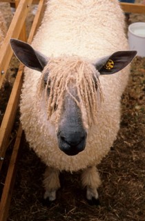 Domestic sheep