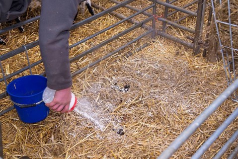 Sheep farming