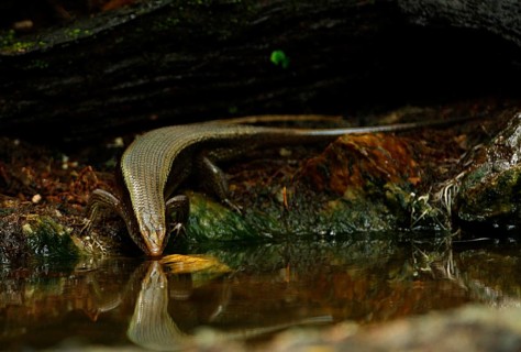 Mabuya multifasciata