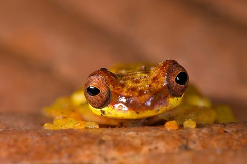 Red-shouldered tree frog