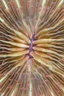 Mushroom Coral