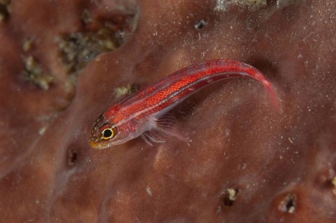 Common Ghostgoby