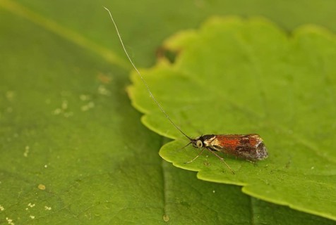 Horehound Longhorn Moth