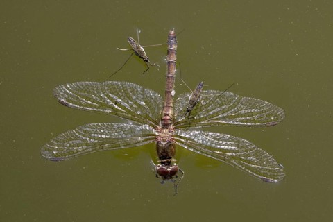 Common pond skater