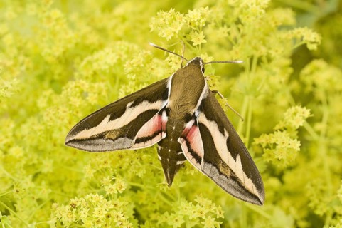 Bedstraw
