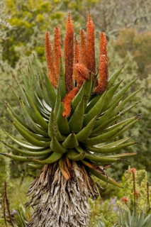 Bitter Aloe