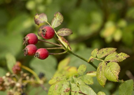Field Rose