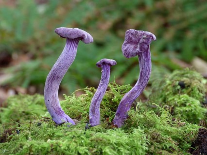 Fruiting body of the amethyst deceiver