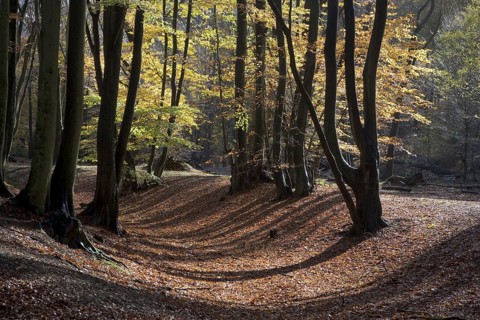 Common beech