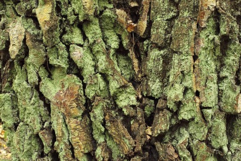 Silver Birch
