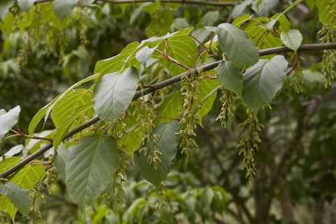 Fruits of