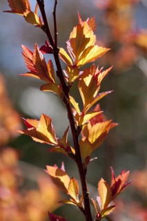 Japanese Spiraea