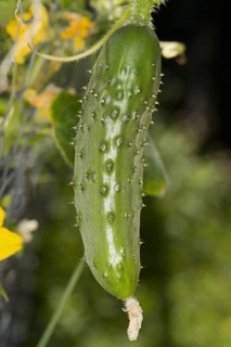 Cucumber
