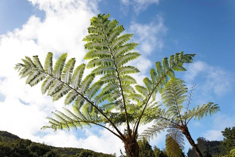 Tree fern