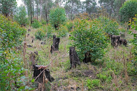 Burnt-out tree stumps