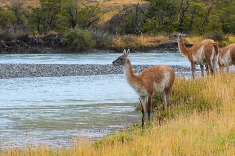 Guanacos
