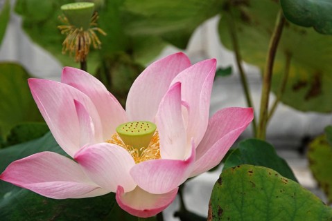 Indian lotus