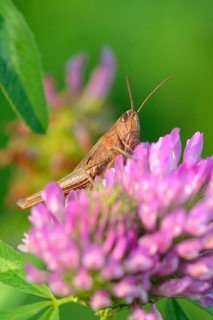 Grasshopper
