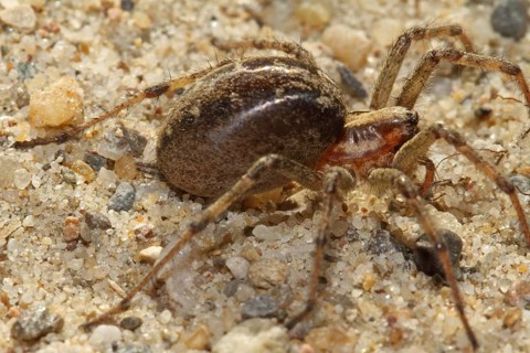 Wolf spider