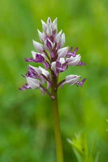 Helmeted Orchid