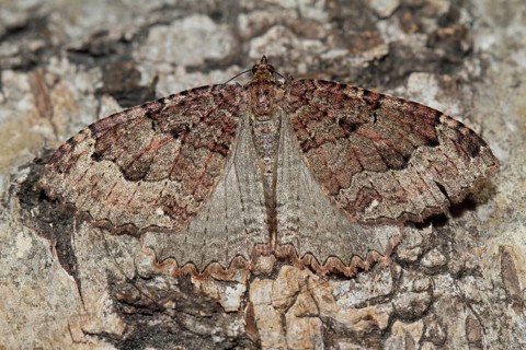 Olive brown cave moth