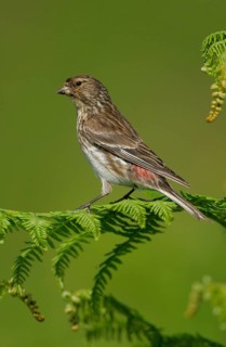 Twite