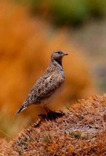 Grey-breasted Seedsnipe
