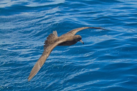 Flesh-footed Shearwater