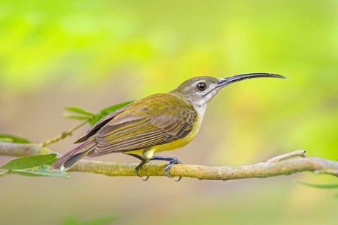 White-throated Spiderhunter