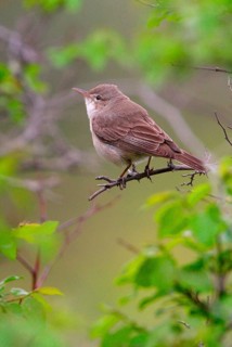 Dog Warbler