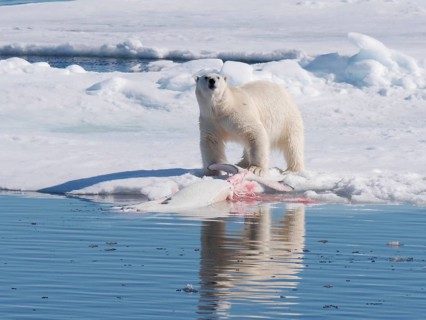 Polar Bear