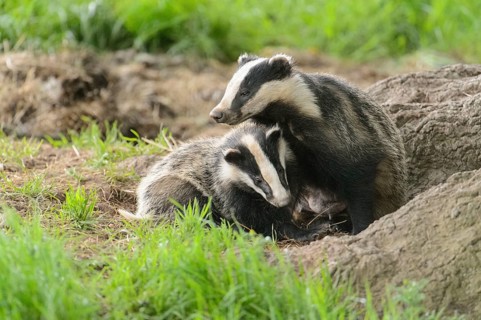 Eurasian Badger