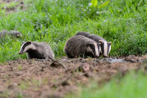 Eurasian Badger