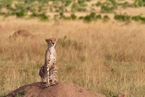Acinonyx jubatus fearsoni
