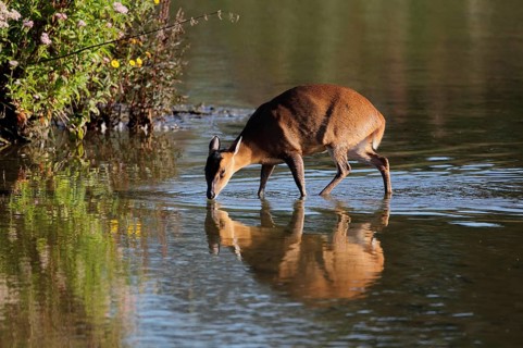 Chinese chinese muntjac