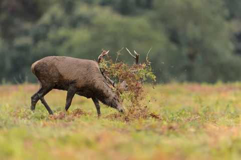 Red Deer