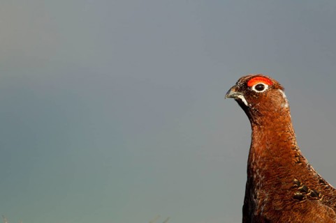 Red Grouse