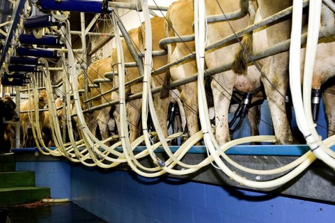 Domestic cattle