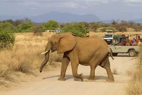 African elephant