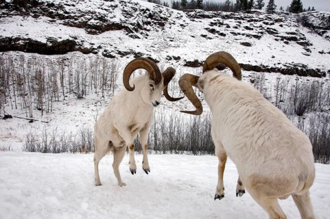 Dall Sheep