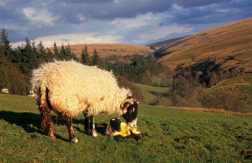 Domestic Sheep