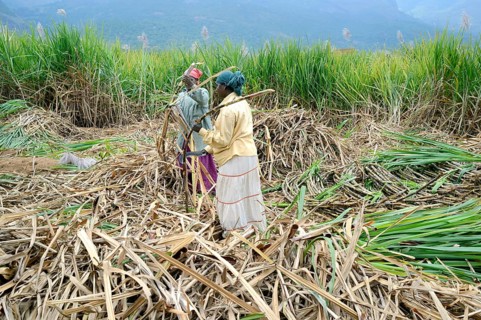 Harvesting sugar cane