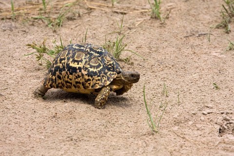 leopard tortoises