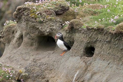 Atlantic Puffin