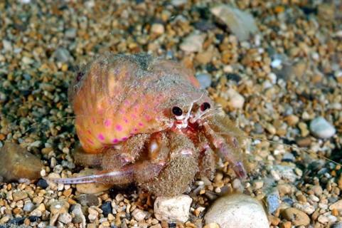 Hermit crab