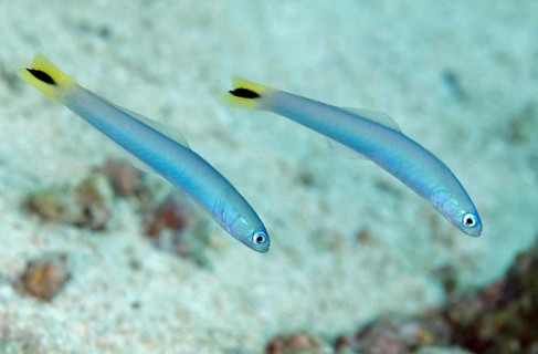 Spot-tail dartfish
