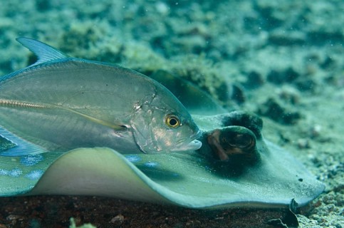 Brassy Trevally