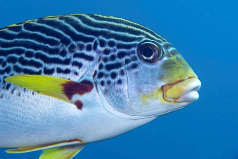 Diagonal sweetlips