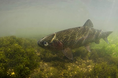 Rainbow trout